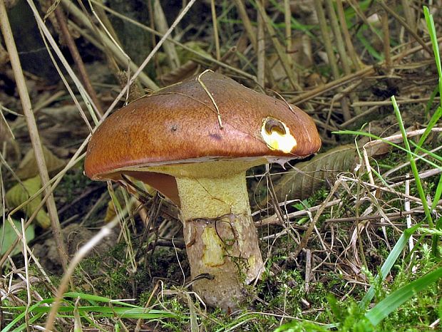 masliak obyčajný Suillus luteus (L.) Roussel