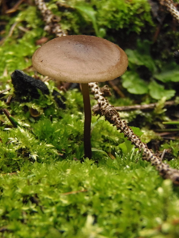 sivolupeňovka spálenisková Tephrocybe anthracophila (Lasch) P.D. Orton