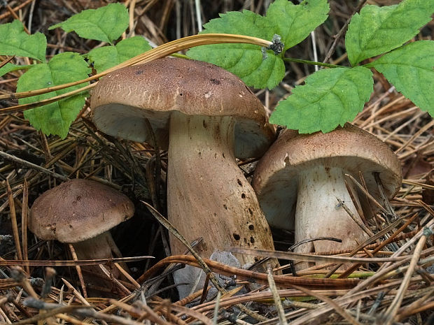 čírovka šupinkatá Tricholoma imbricatum (Fr.) P. Kumm.