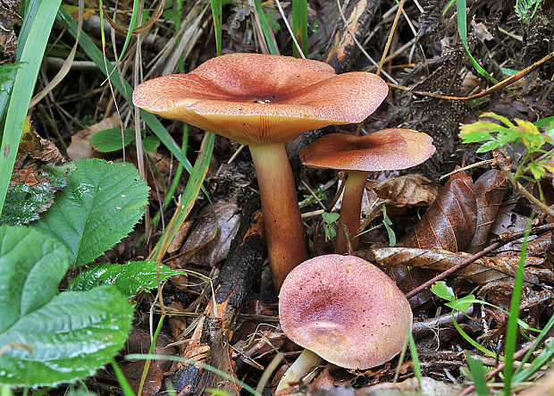 čírovec červenožltý Tricholomopsis rutilans (Schaeff.) Singer