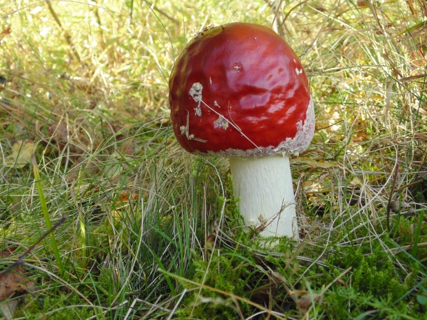 muchotrávka červená Amanita muscaria (L.) Lam.