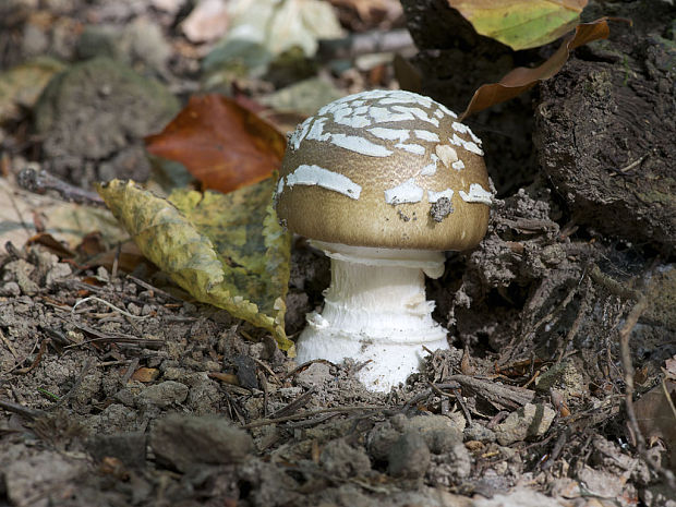 muchotrávka tigrovaná Amanita pantherina (DC.) Krombh.