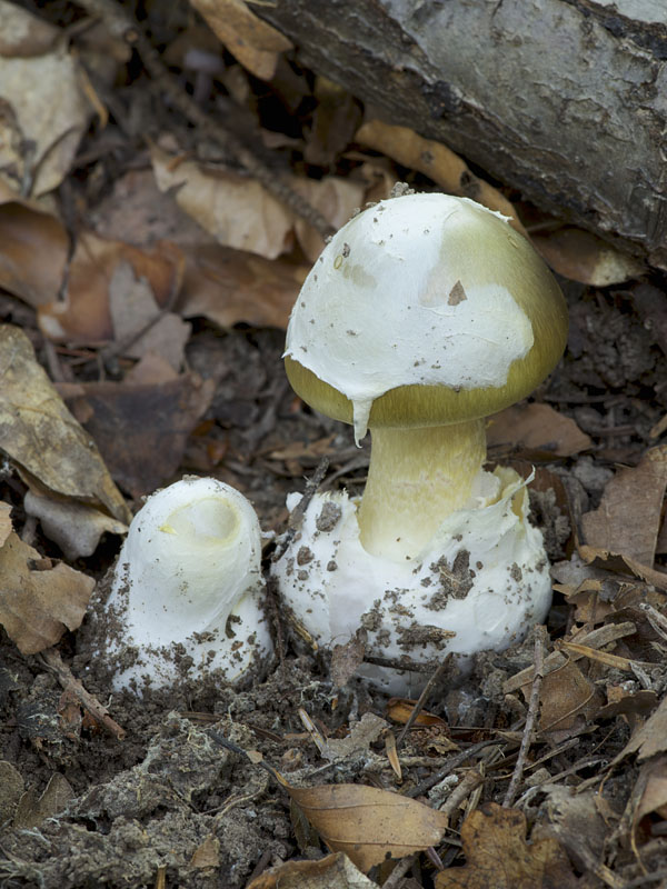 muchotrávka zelená Amanita phalloides (Vaill. ex Fr.) Link