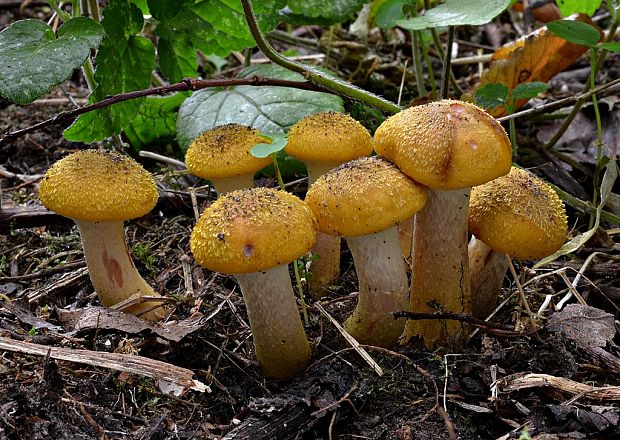 podpňovka obyčajná Armillaria mellea (Vahl) P. Kumm.