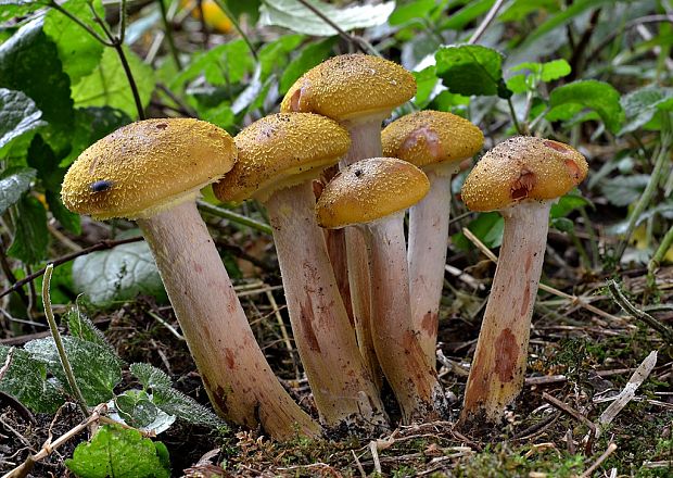 podpňovka obyčajná Armillaria mellea (Vahl) P. Kumm.