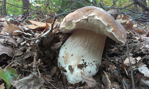 hríb smrekový Boletus edulis Bull.