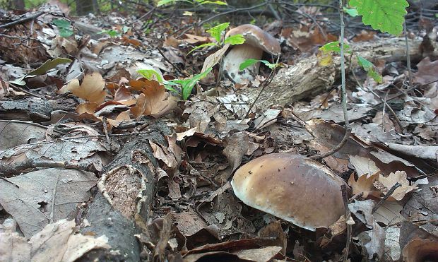 hríb smrekový Boletus edulis Bull.