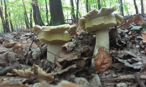 hríb smrekový Boletus edulis Bull.