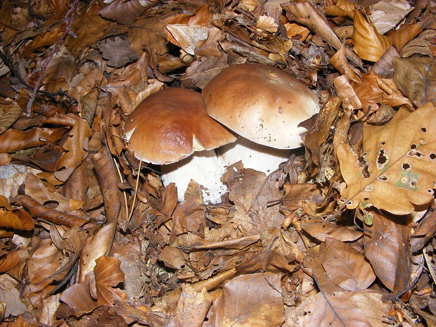 hríb smrekový Boletus edulis Bull.