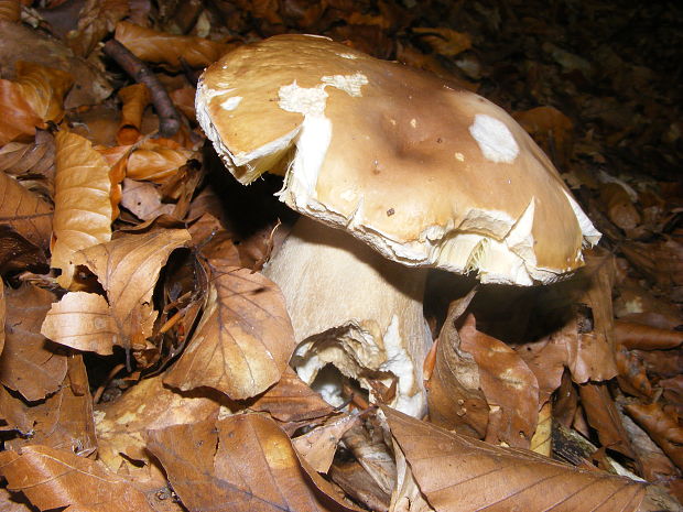 hríb smrekový Boletus edulis Bull.