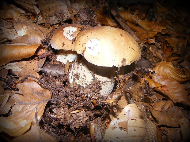 hríb smrekový Boletus edulis Bull.