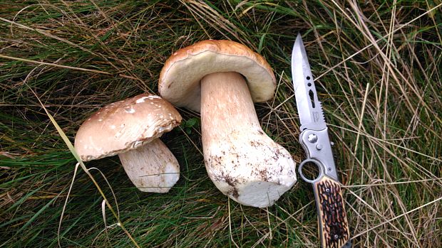 hríb smrekový Boletus edulis Bull.