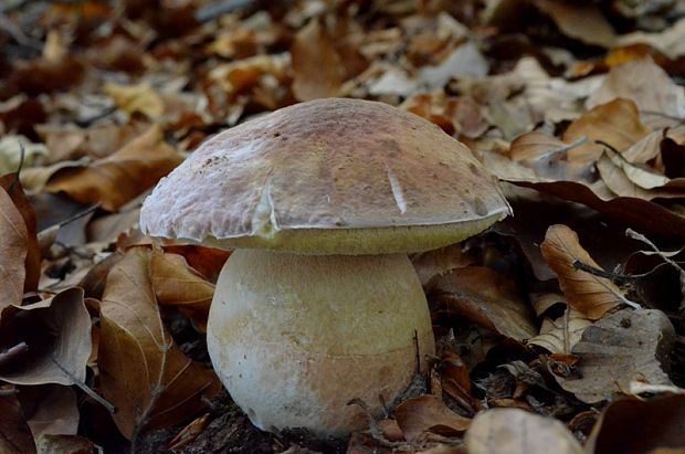 hríb sosnový Boletus pinophilus Pil. et Dermek in Pil.