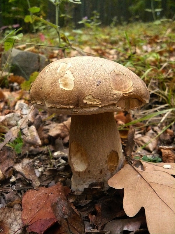 hríb dubový Boletus reticulatus Schaeff.