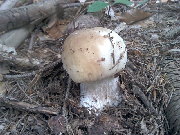 hríb  Boletus sp.