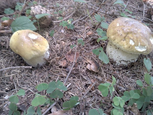 hríb  Boletus sp.