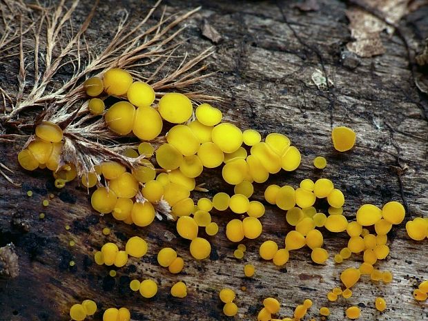 okrasník žltý Calycina citrina (Hedw.) Gray