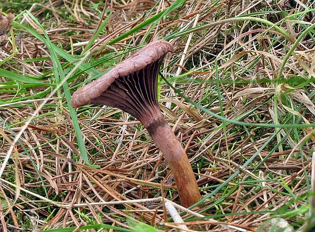 sliziak lepkavý Chroogomphus rutilus (Schaeff.) O.K. Mill.