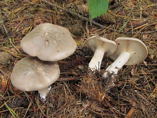 strmuľka inovaťová Clitocybe nebularis (Batsch) P. Kumm.