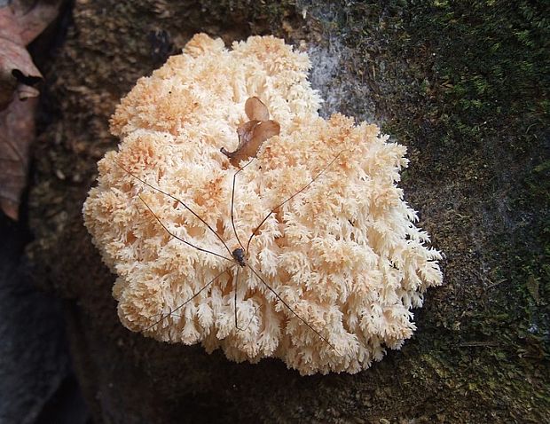 koralovec jedľový Hericium alpestre Pers.