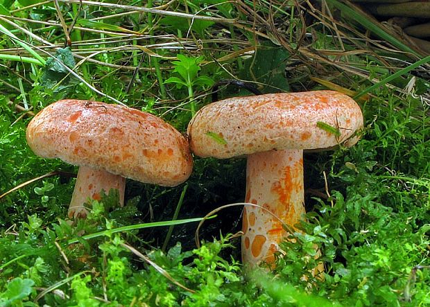 rýdzik pravý Lactarius deliciosus (L.) Gray