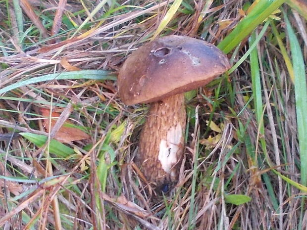 kozák brezový Leccinum scabrum (Bull.) Gray