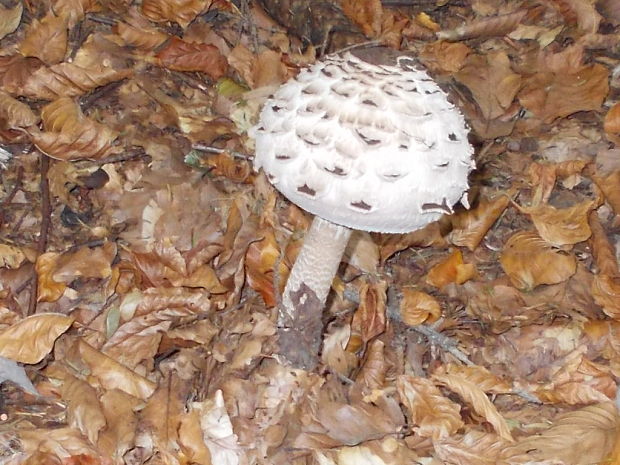 bedľa vysoká Macrolepiota procera (Scop.) Singer