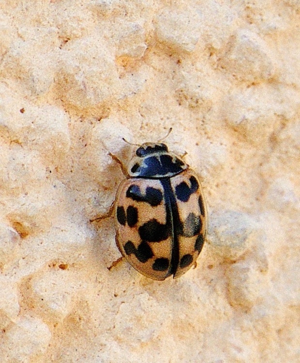 lienka Oenopia conglobata