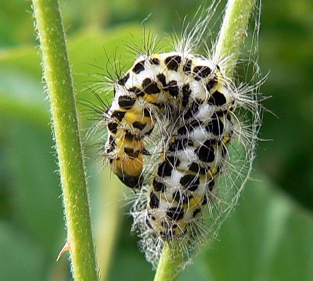 vretienka päťbodá Zygaena lonicerae