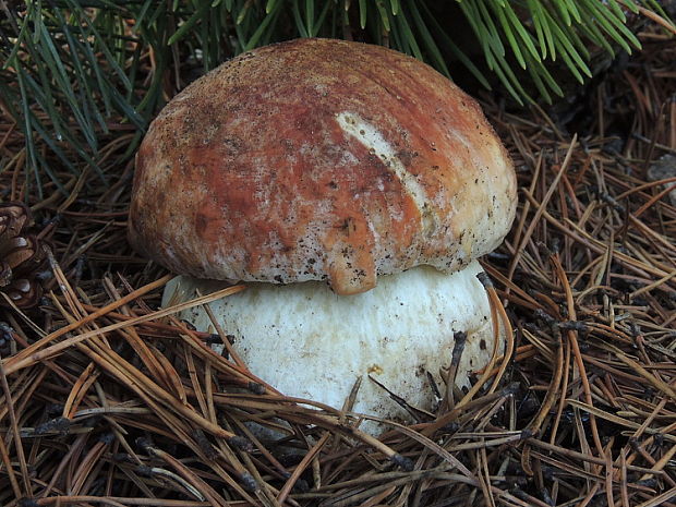 hríb sosnový Boletus pinophilus Pil. et Dermek in Pil.