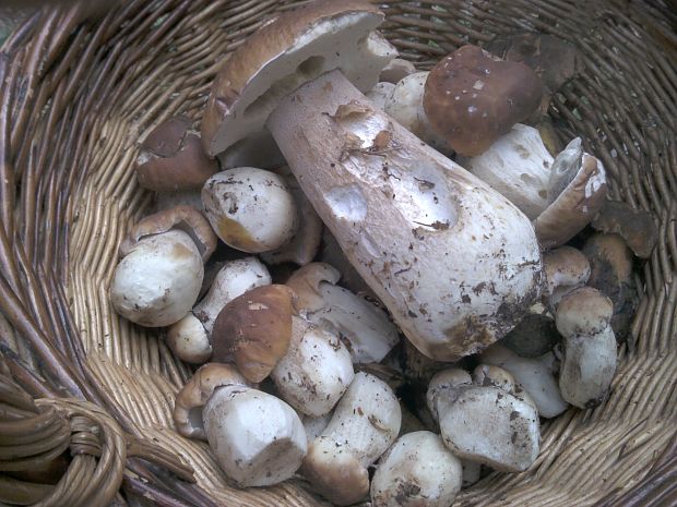 hríb  Boletus sp.