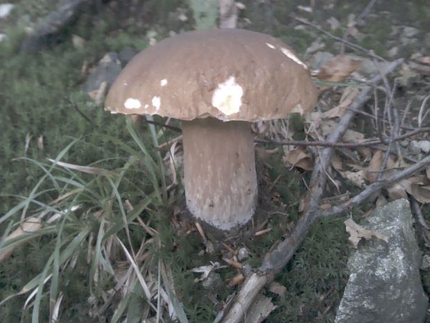 hríb  Boletus sp.