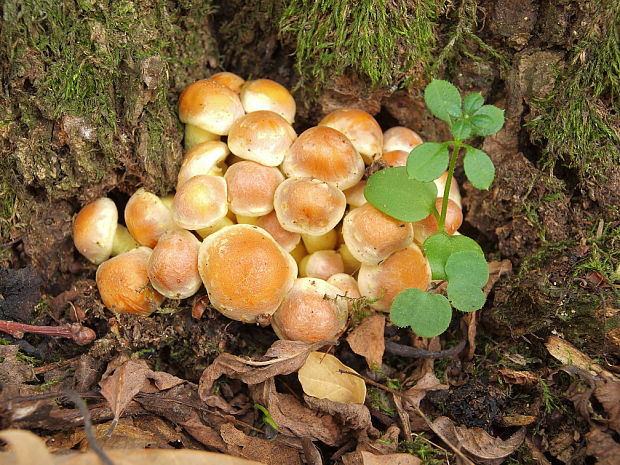 strapcovka zväzkovitá Hypholoma fasciculare (Huds.) P. Kumm.