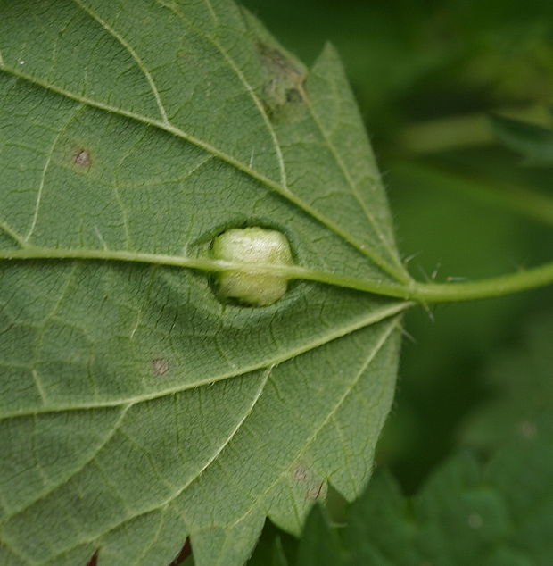 hálka na prhľave dvojdomej  Dasineura urticae