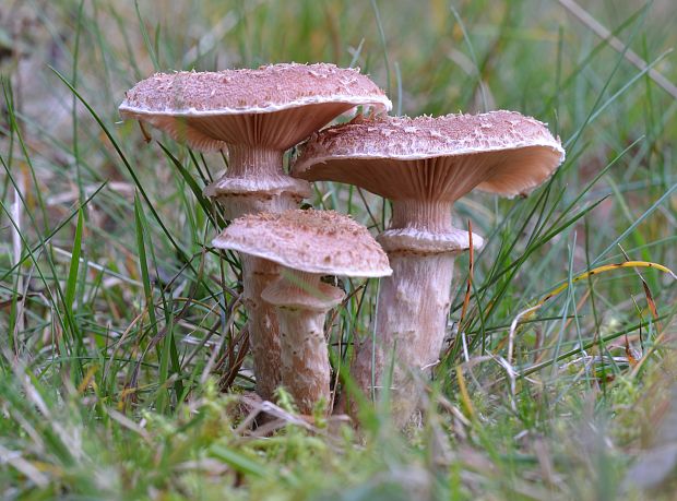 podpňovka tmavá Armillaria ostoyae (Romagn.) Herink