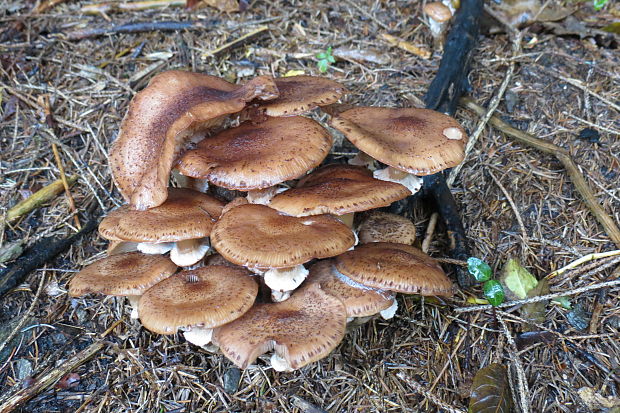 podpňovka tmavá Armillaria ostoyae (Romagn.) Herink