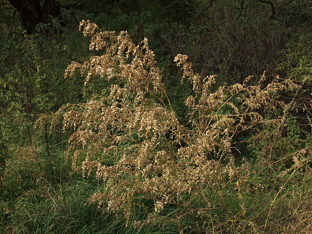 loboda lesklá Atriplex sagittata Borkh.