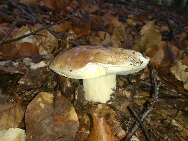 hríb smrekový Boletus edulis Bull.