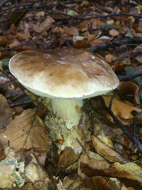 hríb smrekový Boletus edulis Bull.