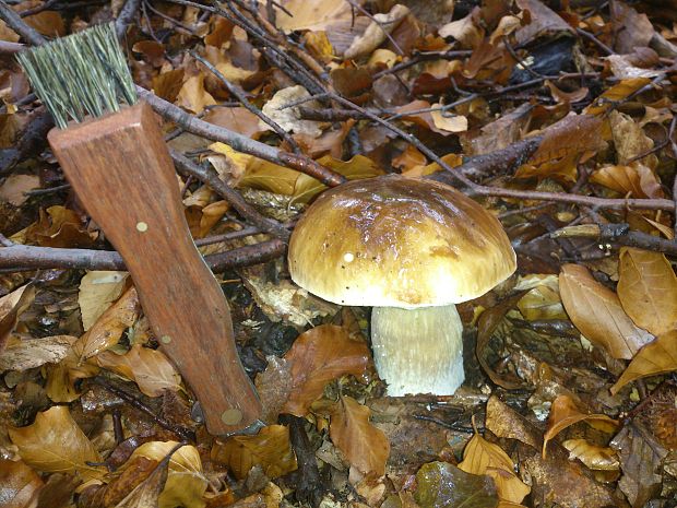 hríb smrekový Boletus edulis Bull.