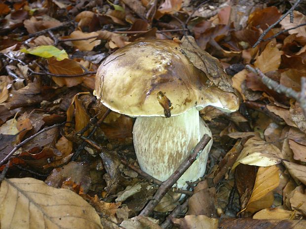 hríb smrekový Boletus edulis Bull.