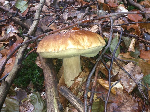 hríb smrekový Boletus edulis Bull.