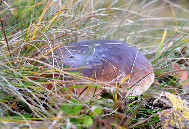 hríb smrekový Boletus edulis Bull.