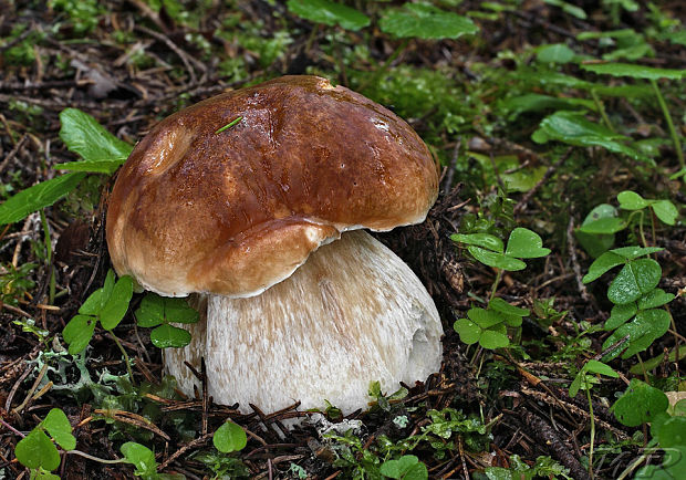 hríb smrekový Boletus edulis Bull.