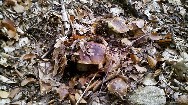 hríb smrekový Boletus edulis Bull.