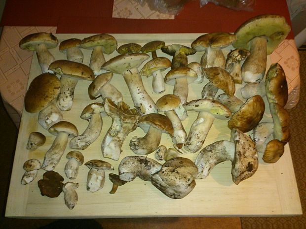 hríb dubový Boletus reticulatus Schaeff.