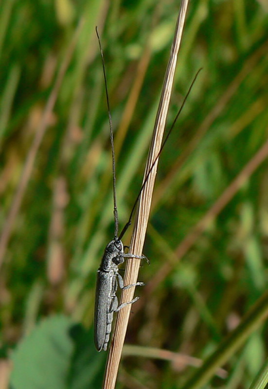 vrzúnik Calamobius filum Rossi, 1790