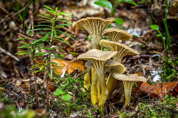 kuriatko lievikovité Craterellus tubaeformis (Fr.) Quél.