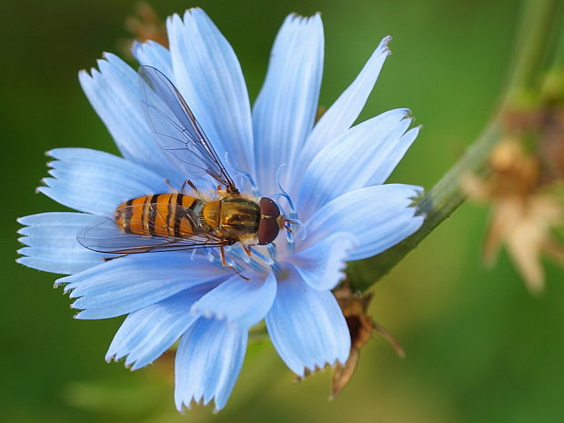 pestrica pruhovaná Episyrphus balteatus