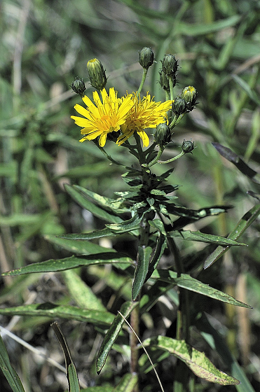 jastrabník okolíkatý Hieracium umbellatum L.